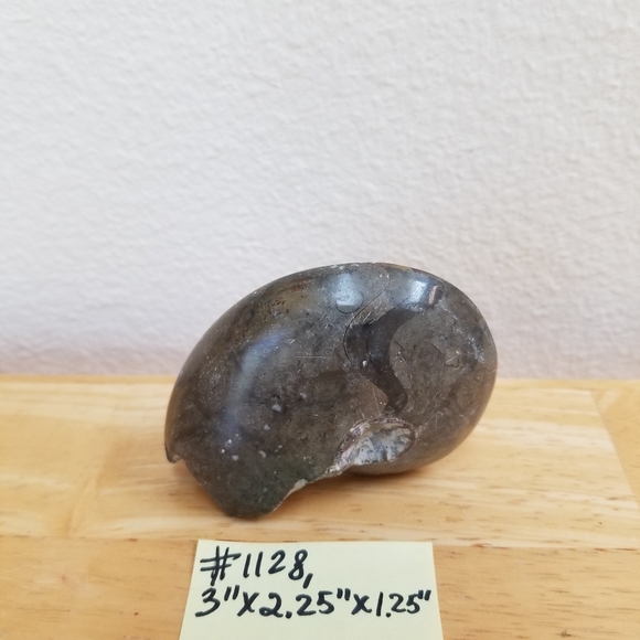 #1128 NWOT Rare Collectible Nautilus Ammonite Foss - Picture 2 of 8